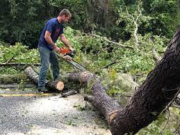 How Our Tree Care Process Works  in  Channahon, IL