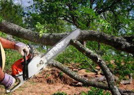 Trusted Channahon, IL Tree Services Experts