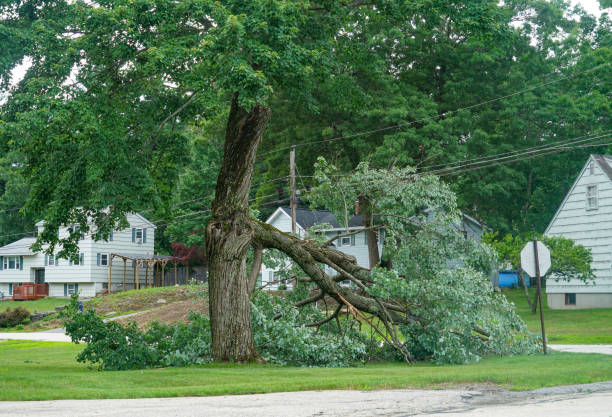 Best Palm Tree Trimming  in Channahon, IL